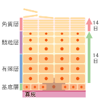 美容2