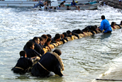海中盆綱引き