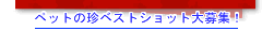 �y�b�g�̒��x�X�g�V���b�g���W�I