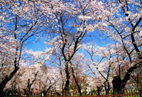 お花見日和!