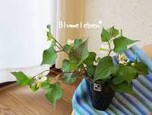 旬の花を気軽に楽しむ「3分アレンジ」&豆知識